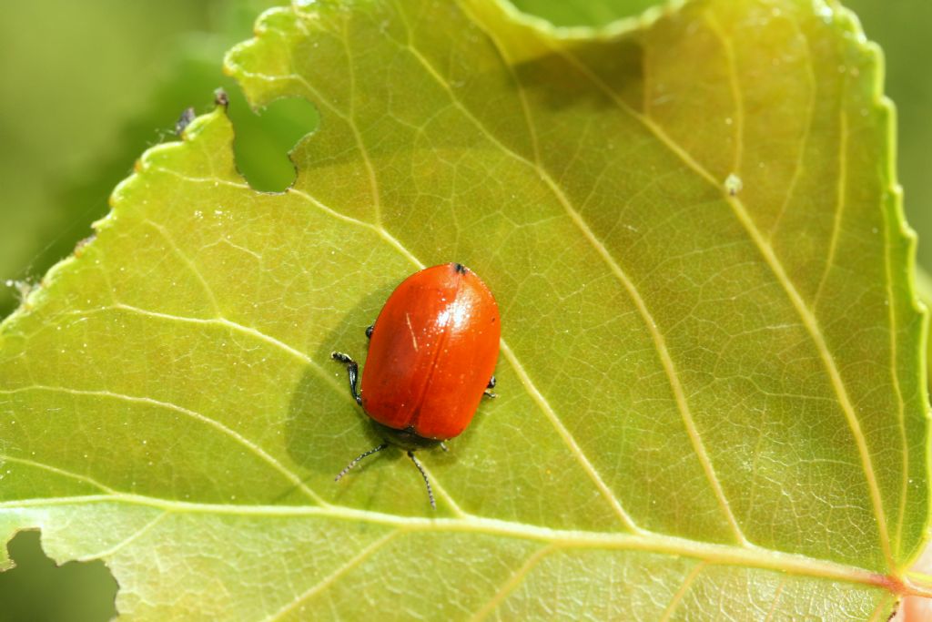 Larva di coccinella: Adalia bipunctata? No, di crisomelide, Chrysomela sp.